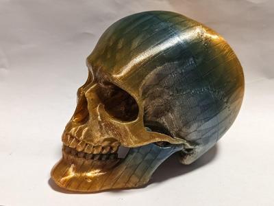 Articulated Skull