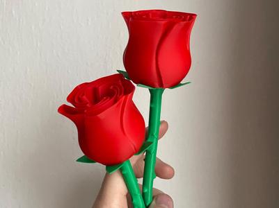 Beautiful Rose w Stem - International Woman’s day