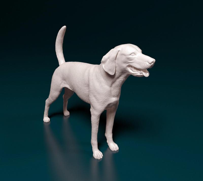 American Foxhound dog