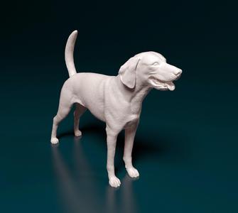American Foxhound dog