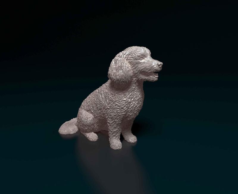 Bichon Frise