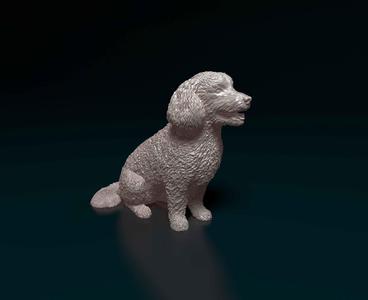 Bichon Frise