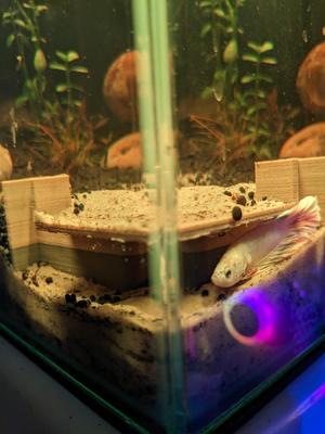 Corner Fish Hide