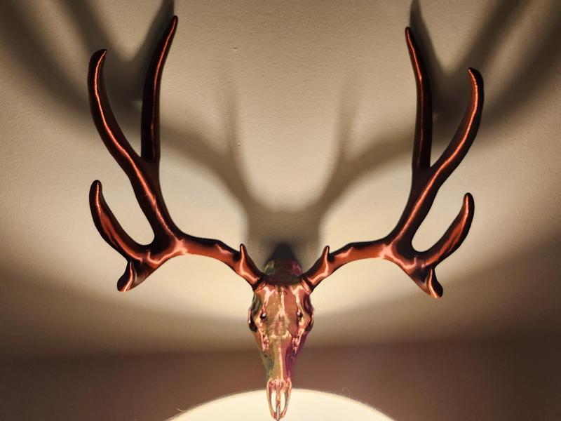"Big Muley" Mule Deer Skull