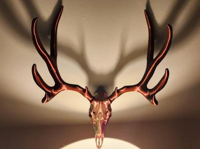 "Big Muley" Mule Deer Skull