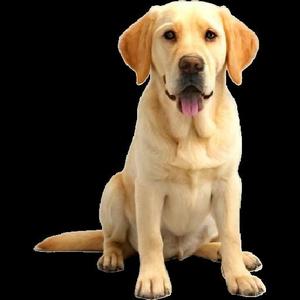 Dog Labrador Sitting Model