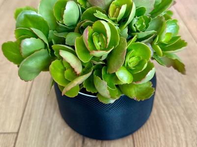 HydraPlanter - Modern Self Watering Planter