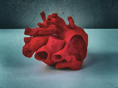 Anatomical Human Heart Model