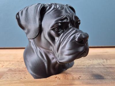 Cane Corso Bust