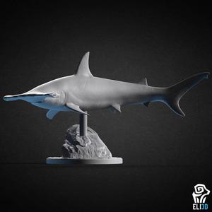 Hammerhead Shark