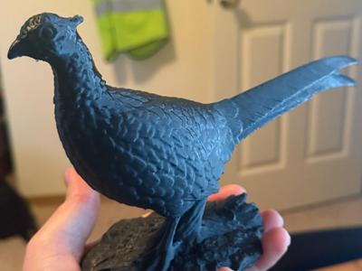 Pheasant