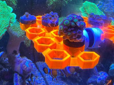 Coral holder Coral rack Coral Holder