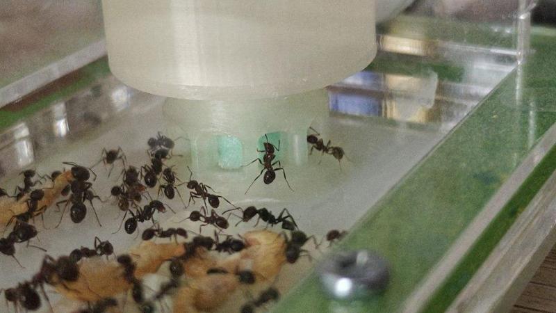 Ant - Liquid Feeder And Drinker