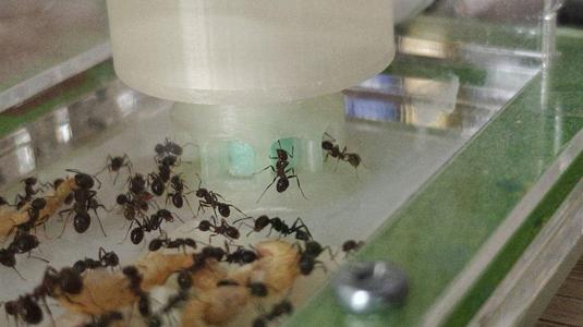 Ant - Liquid Feeder And Drinker