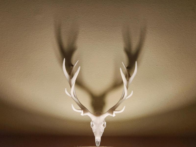 "Elk 2.0" Skull