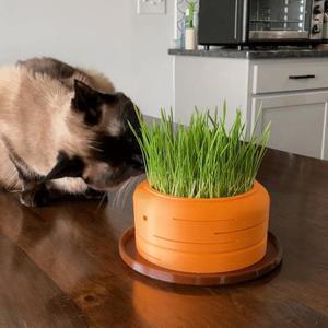 Carrot Cat Grass Hydroponic Grower to grow Cat Grass without Soil
