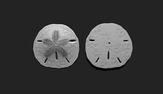 Sand Dollar - Clypeasteroida 3D Print - Aquarium