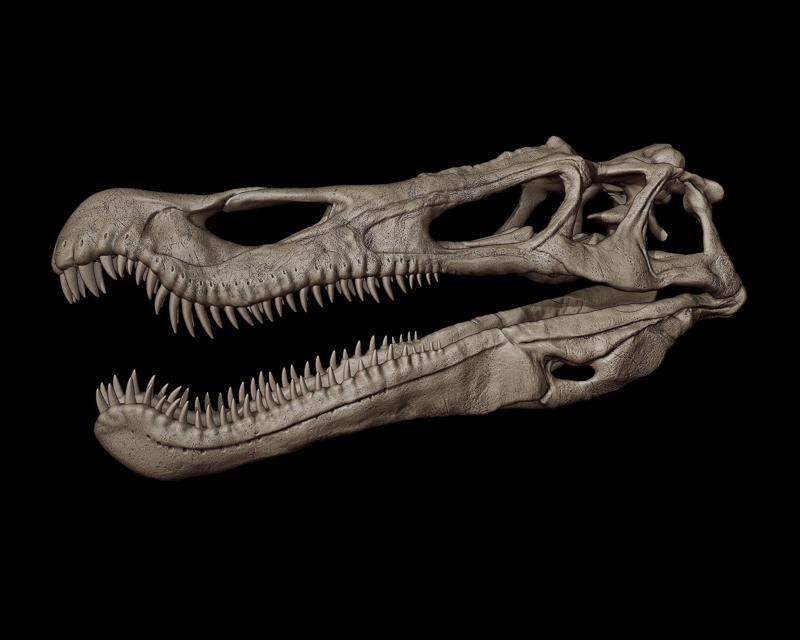 Baryonyx Skull
