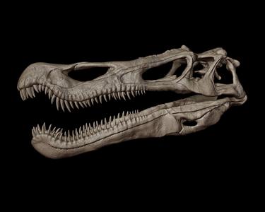 Baryonyx Skull
