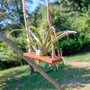 Air plant swing support 
