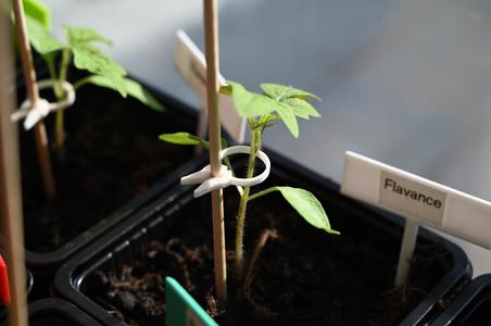 PflanzenClip  / Plant Clip