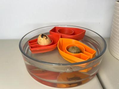 Avocado Boat Seed Starter