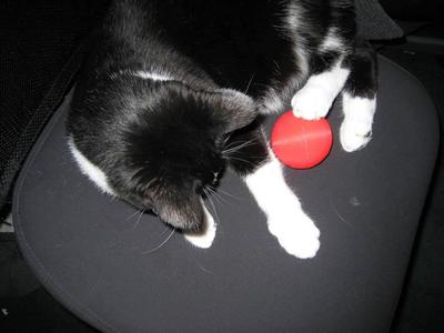 Cat Food Ball