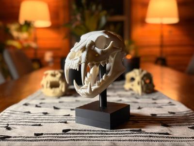African Lion Skull on Base (Weathered...ish) 