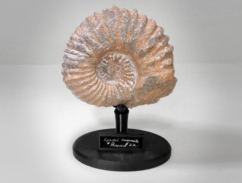 Fossil and Rock Display Stand | Showcase Your Geological Treasures
