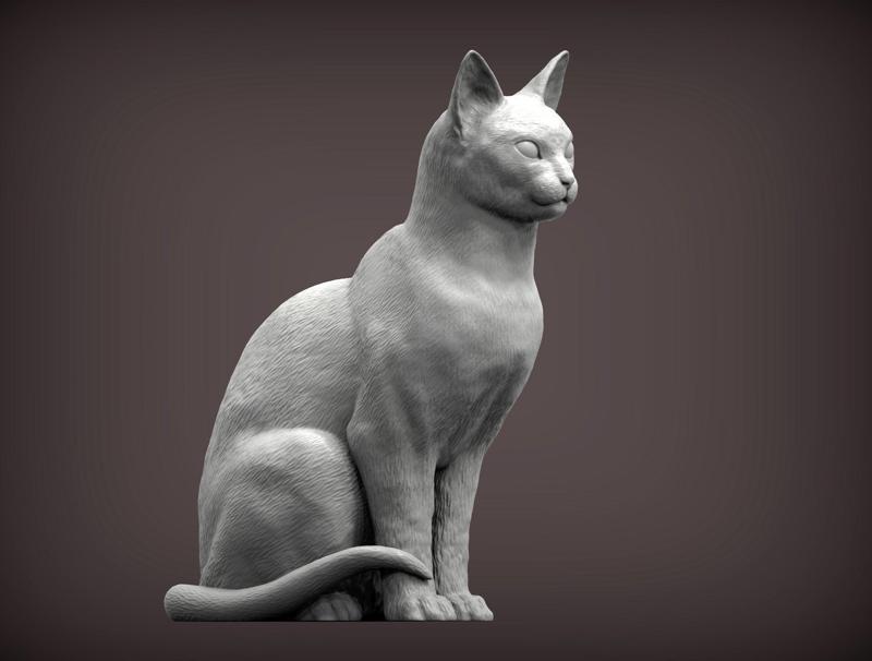 abyssinian cat