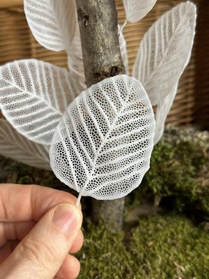 Skeleton Leaves - Alder