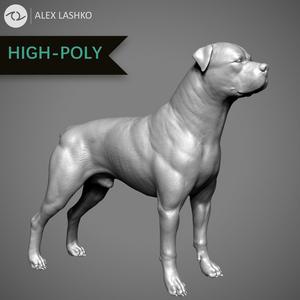 Rottweiler High-Poly dog