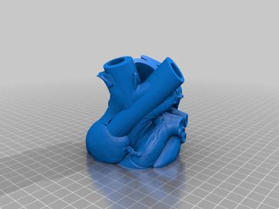 Anatomical Heart Vase Divided 