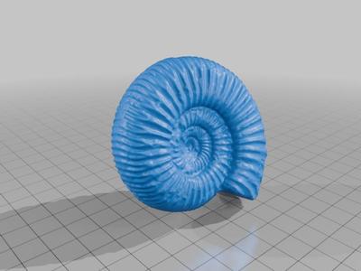 Ammonite