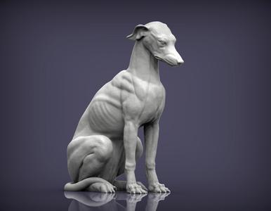 Greyhound sitting