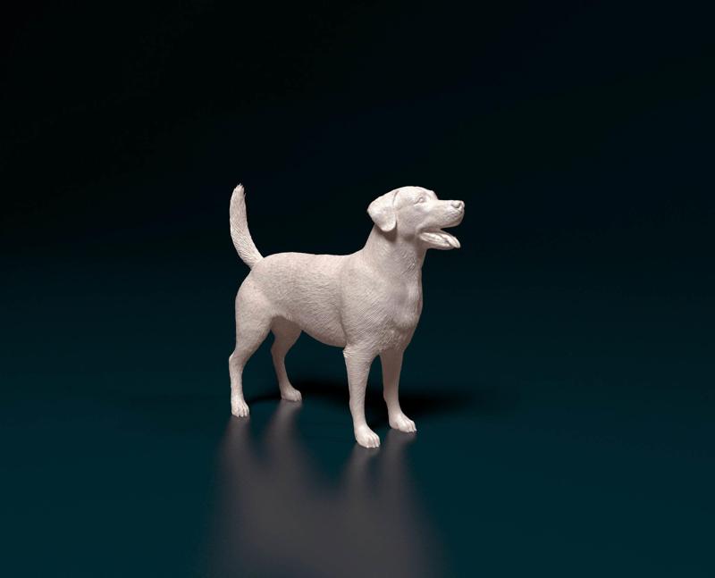 Labrador 4 retriever