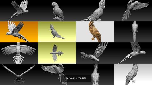 parrots 3D Model Collection
