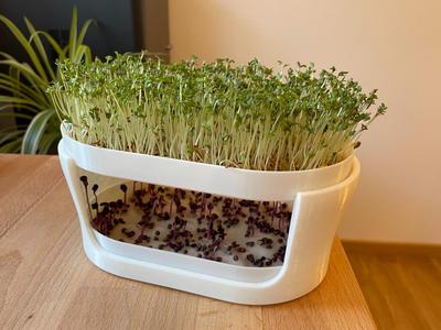 Tiered Planter for Sprouts & Waterkress