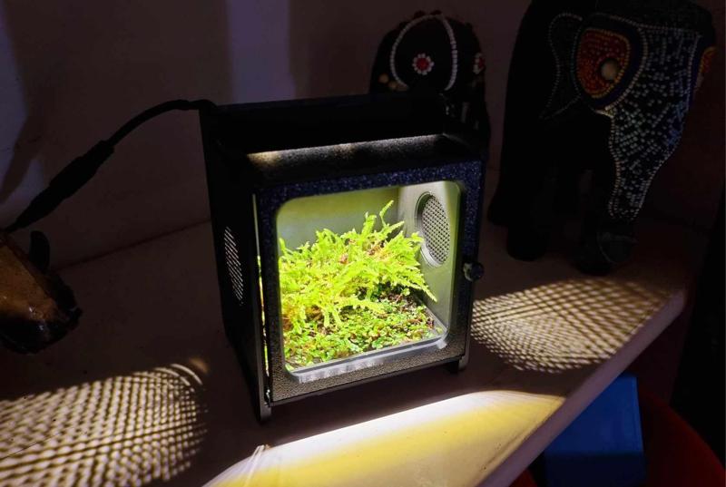 Nano Mossarium/Terrarium