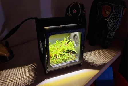 Nano Mossarium/Terrarium