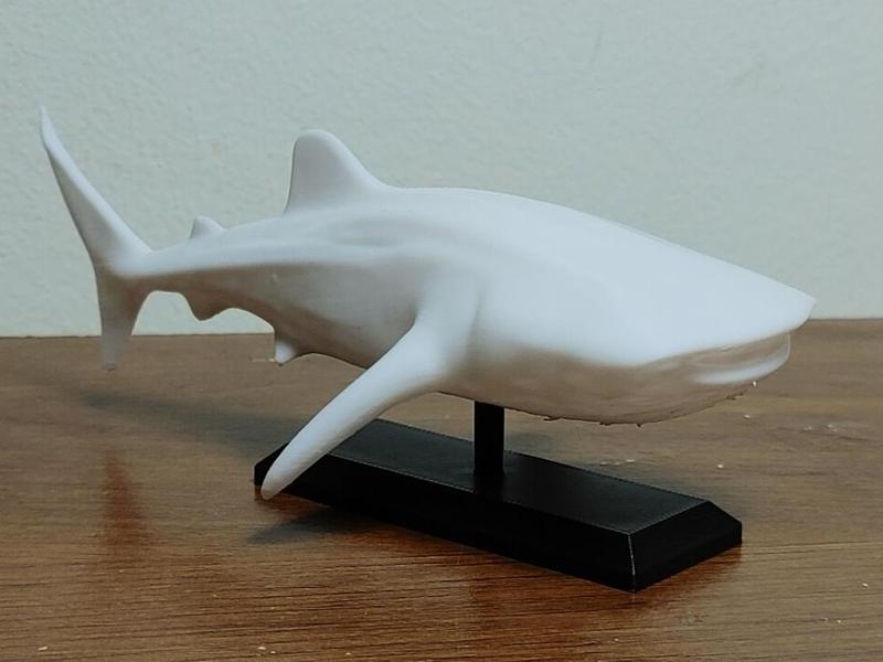 Whale Shark Mount