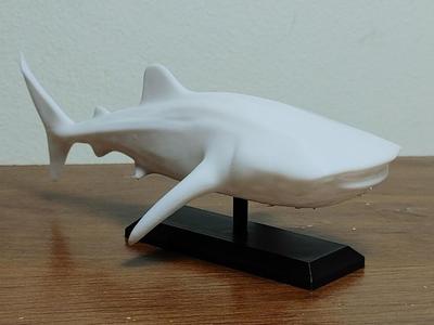 Whale Shark Mount