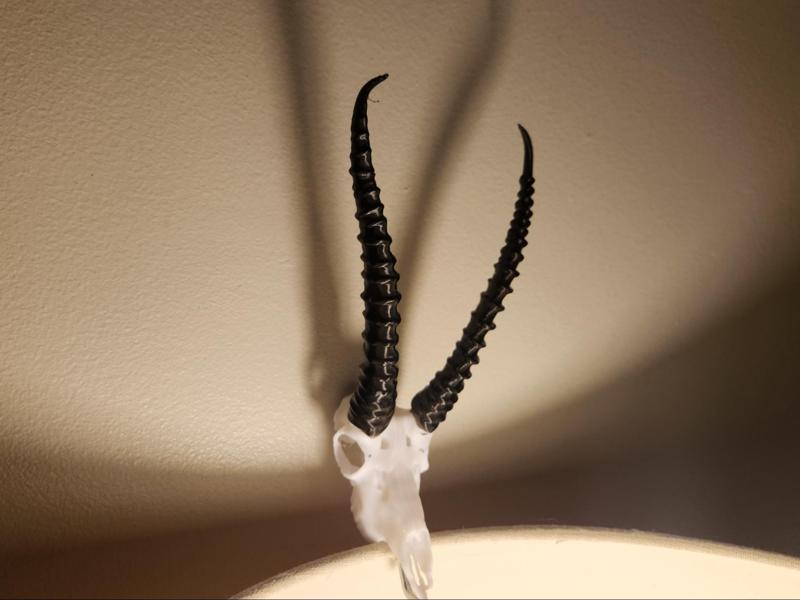 "Gazelle" Antelope Skull