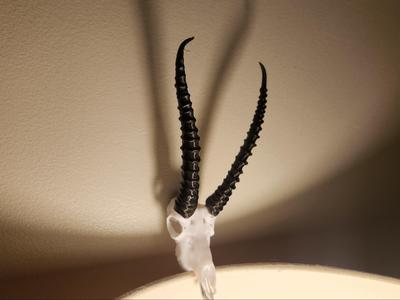 "Gazelle" Antelope Skull