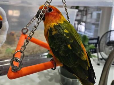 Happy Bird, triangle swing toy