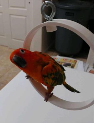 Hoopy Bird, circular swing toy