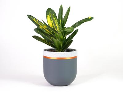 Modern Ring Planter