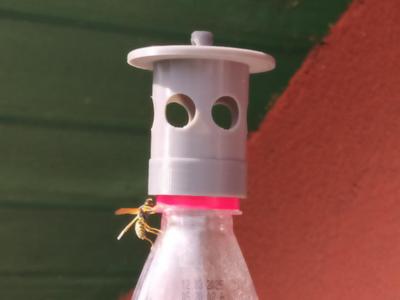 Bottle wasp trap