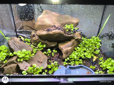 Reptile fake rock cave background decoration