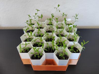 Hexagonal Seed Starter Tray